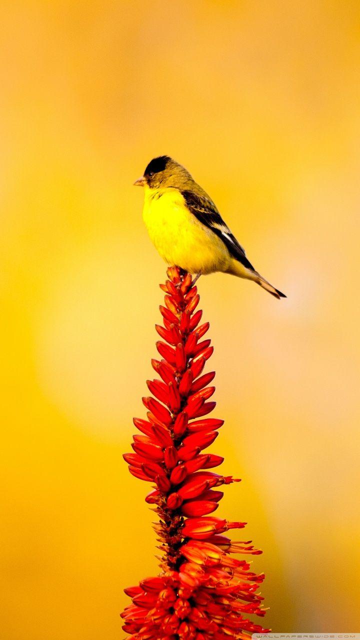 720x1280 Yellow Bird Wallpaper