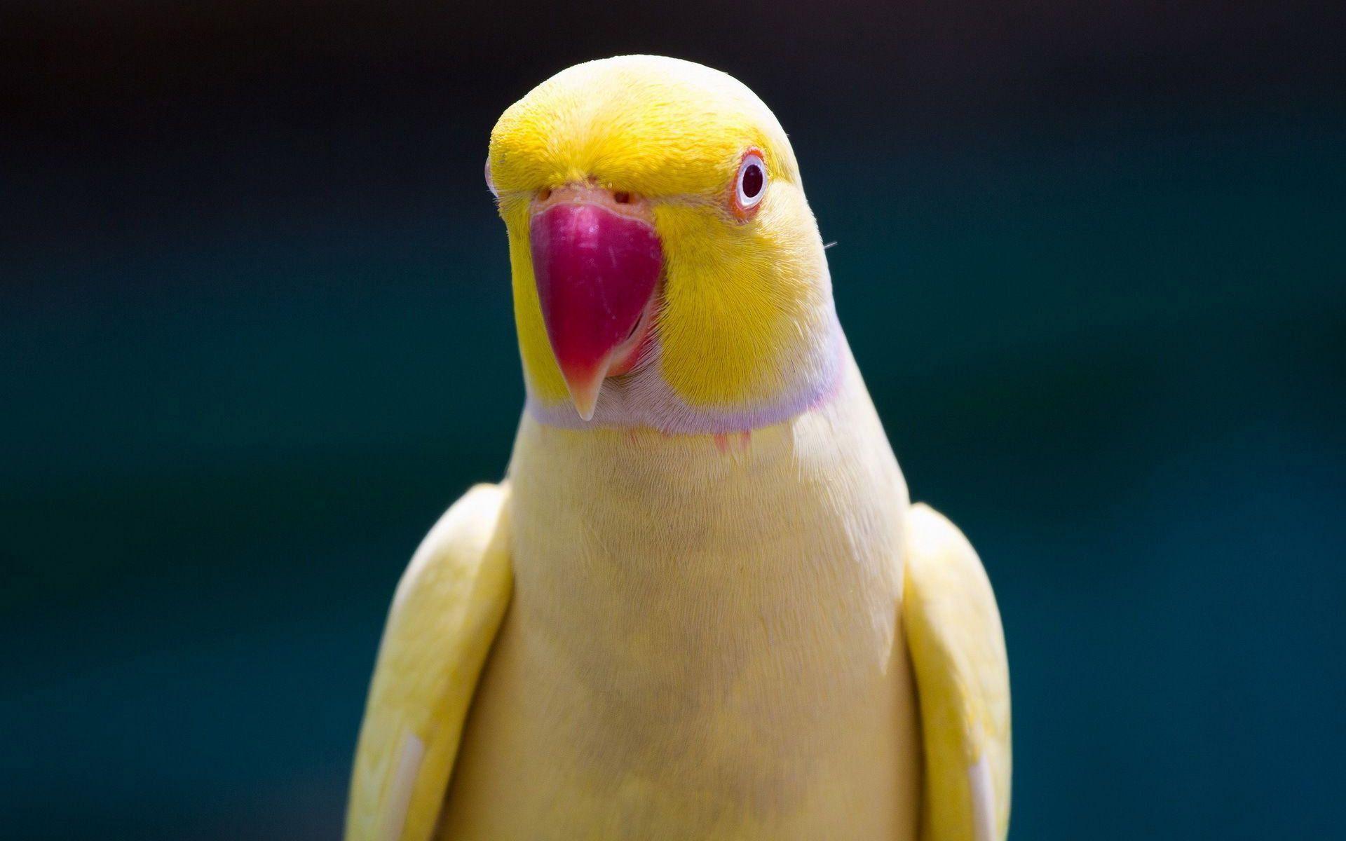 1920x1200 Beautiful Birds Wallpaper. Beautiful yellow parrot bird HD wallpaper 1024x640 Beautiful Yellow. Ring necked parakeet, Parrot wallpaper, Parrot