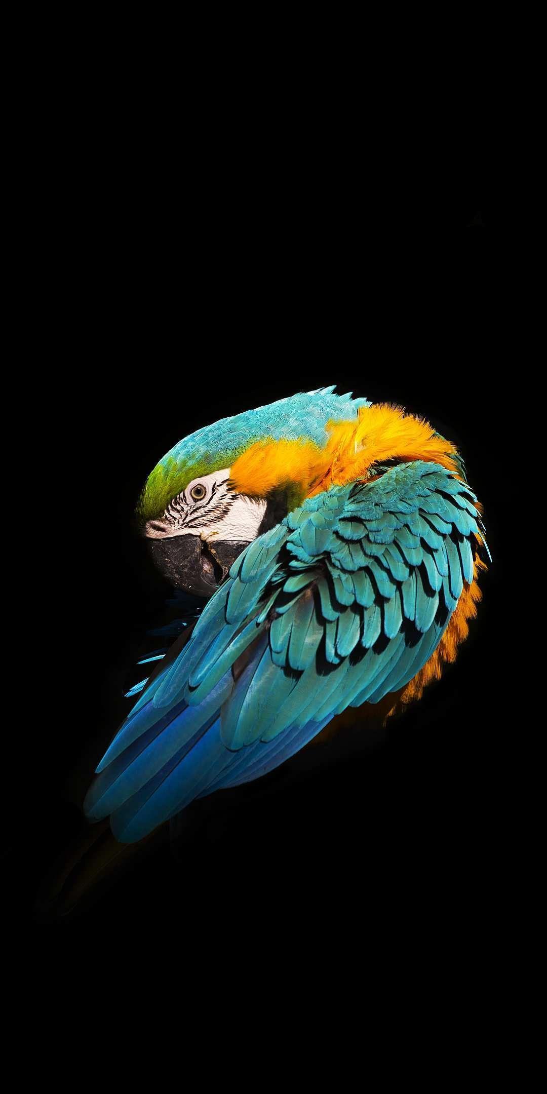Parrot Phone Wallpapers Top Free Parrot Phone Backgrounds