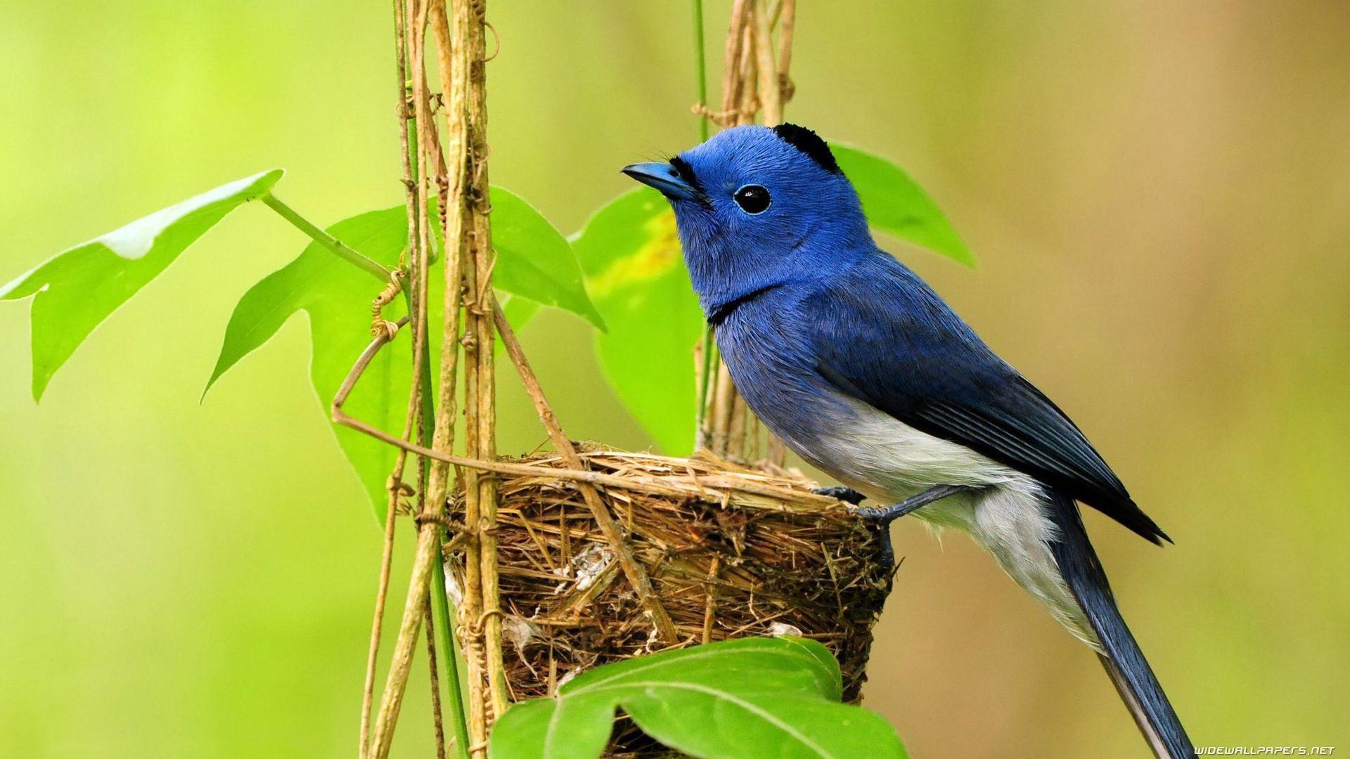 1920x1080 Wallpaper Of Birds