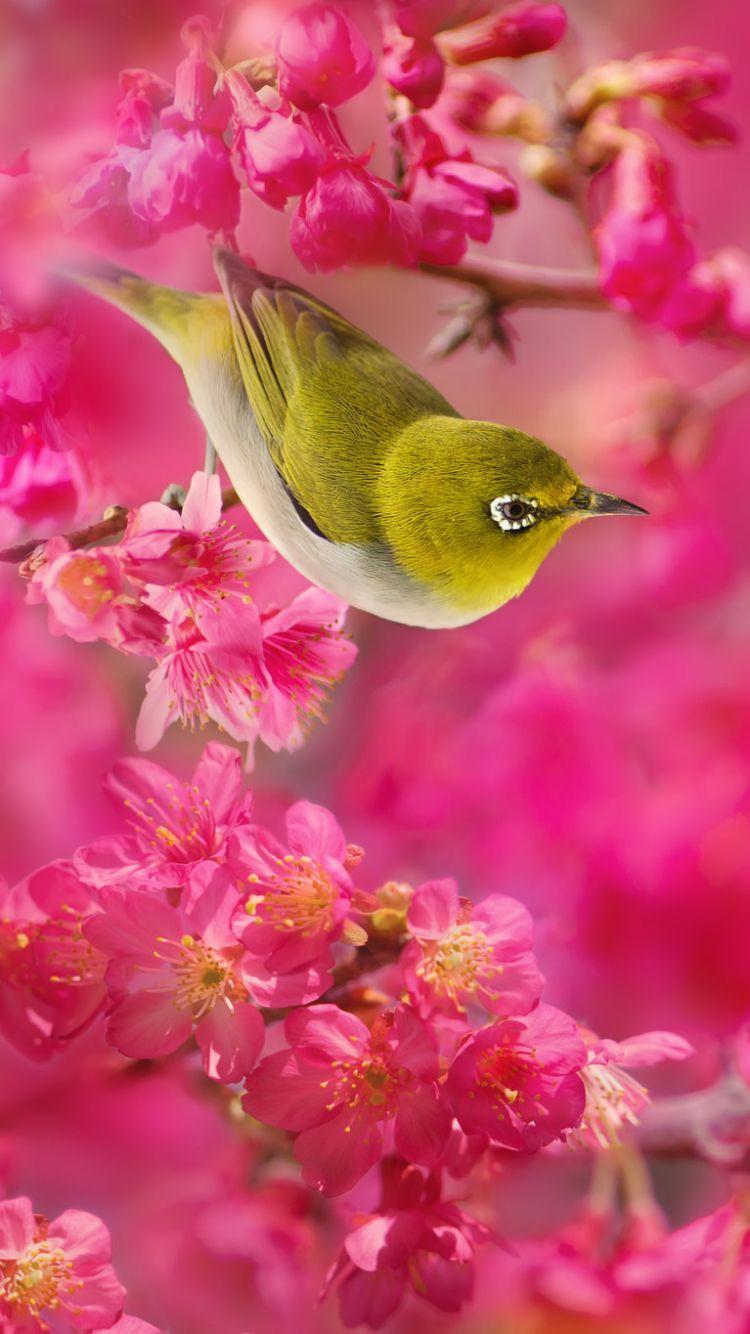 750x1334 Animal Japanese White Eye (750x1334) Wallpaper
