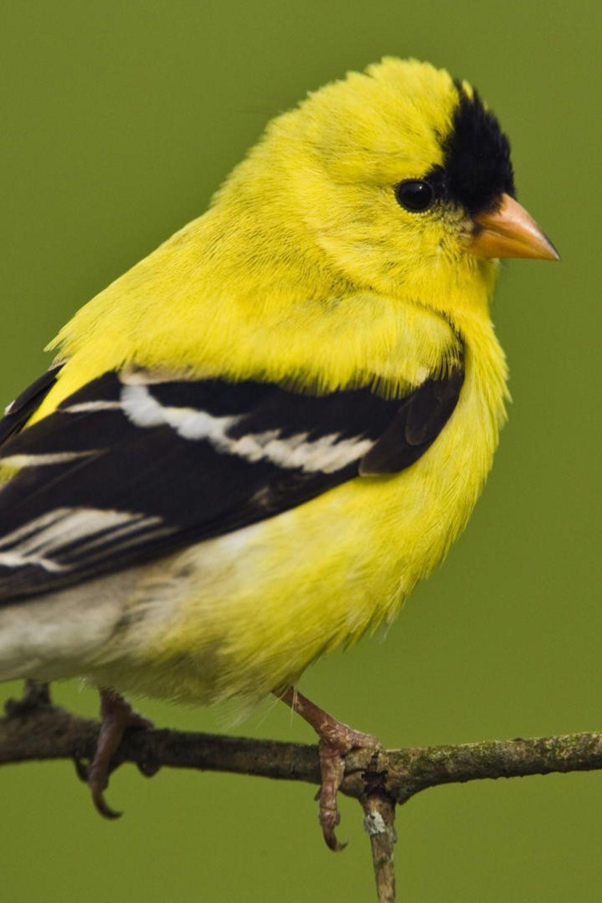 Желтая птица с черными крыльями. American Goldfinch птица. Щегол желтый. Красноголовый щегол. Иволга щегол.
