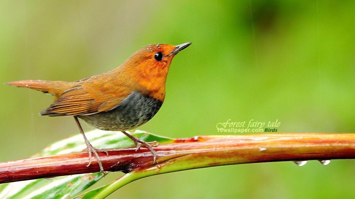 1244x700 Nature birds animals Japanese branches robins wallpaperx1080