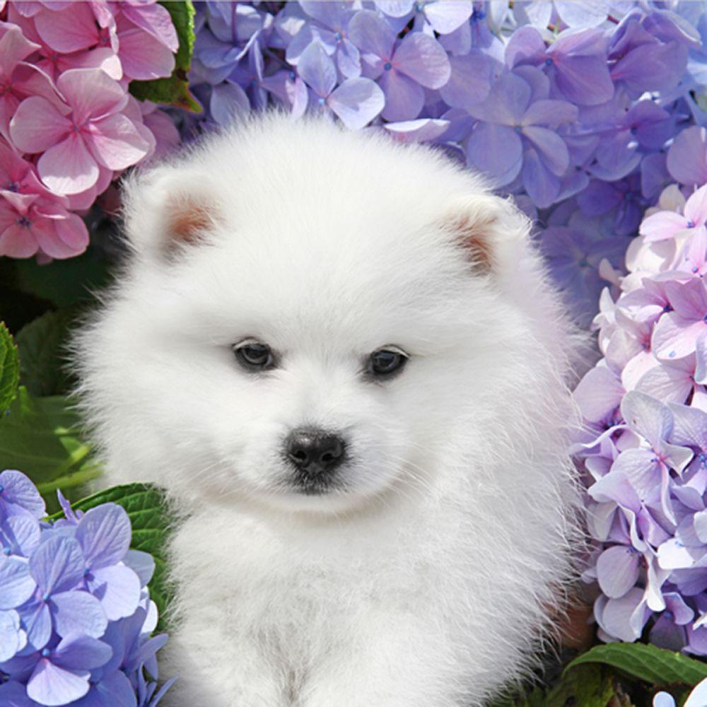 1000x1000 Japanese Spitz in flowers photo and wallpaper. Beautiful Japanese