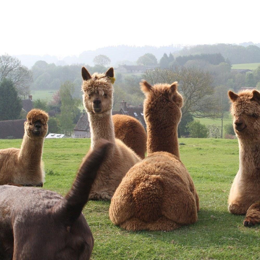 1000x1000 Alpaca Wallpaper 1000×1000