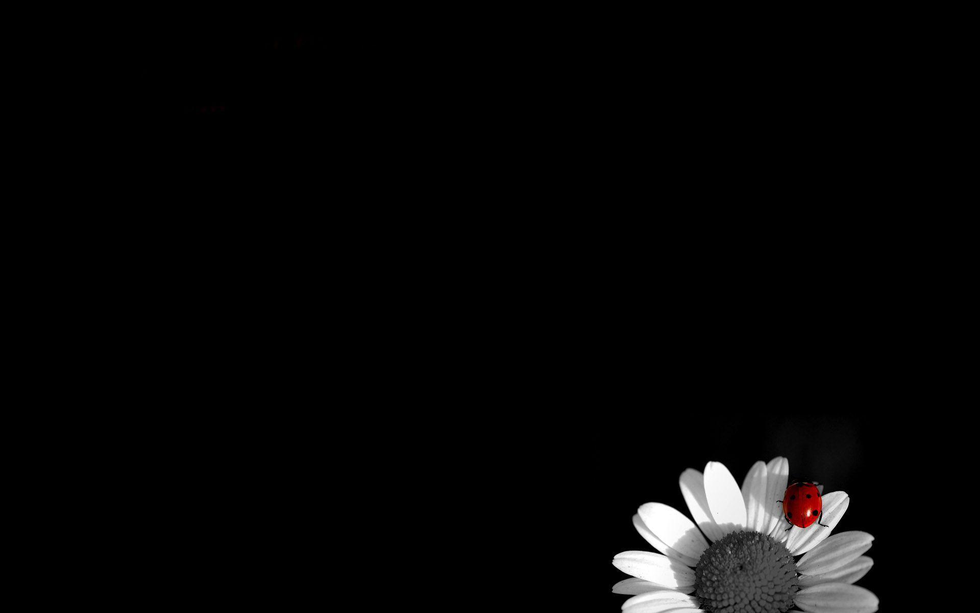 Black Flower Desktop Wallpapers - Top Free Black Flower Desktop ...