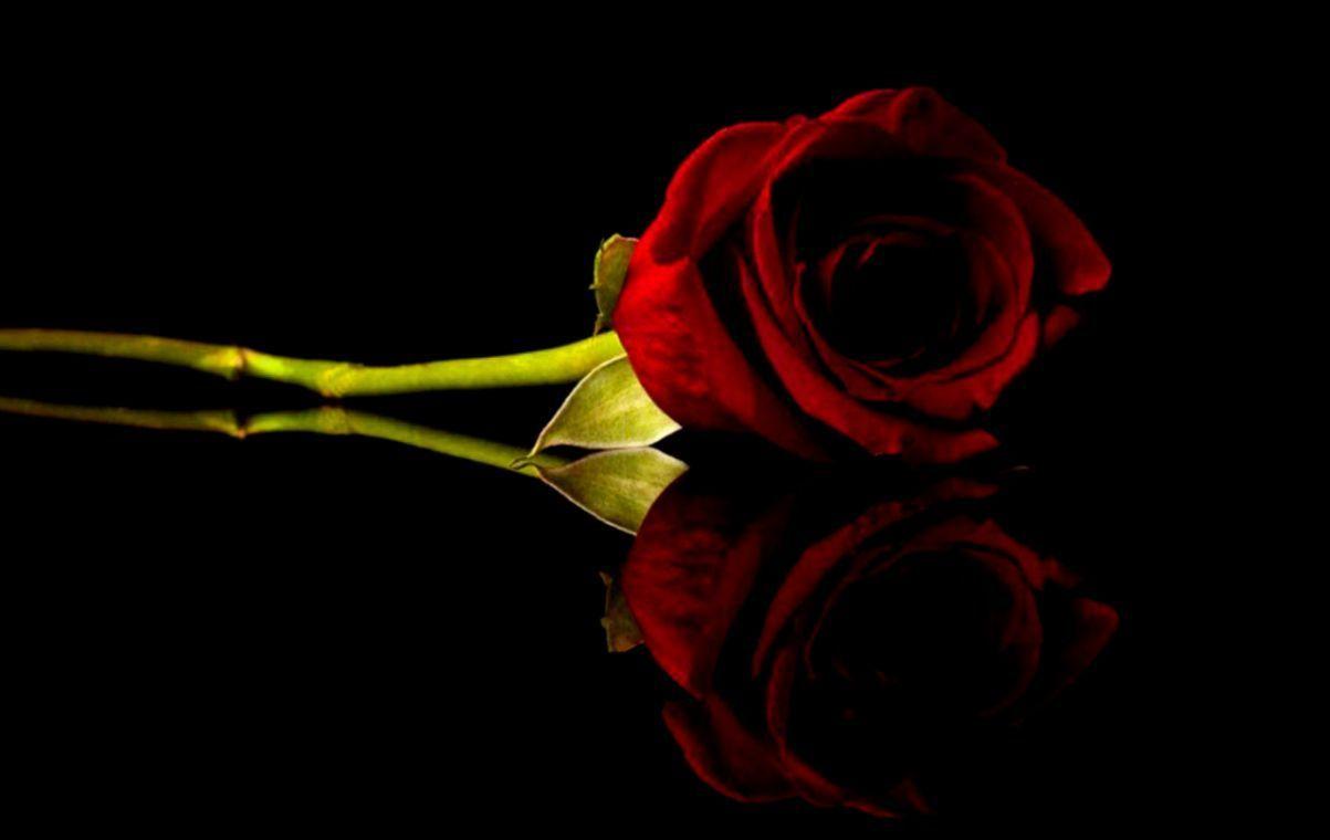 1203x760 Black Rose HD Wallpaper