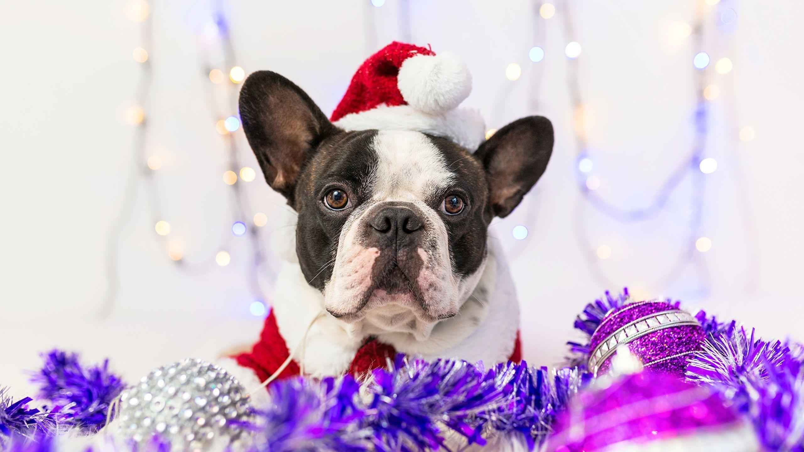 2560x1440 Christmas French Bulldogs Wallpaper