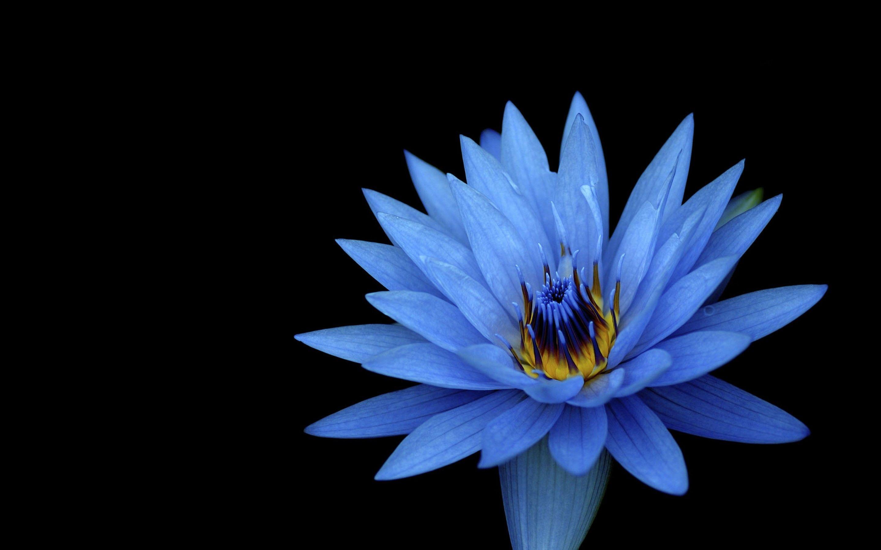 2880x1800 Wallpaper Blue Lotus, HD, Flowers