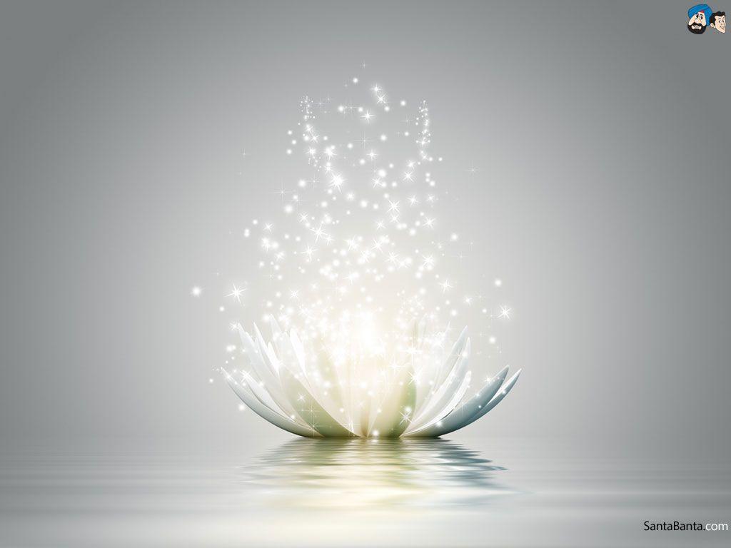 1024x768 Lotus Wallpaper