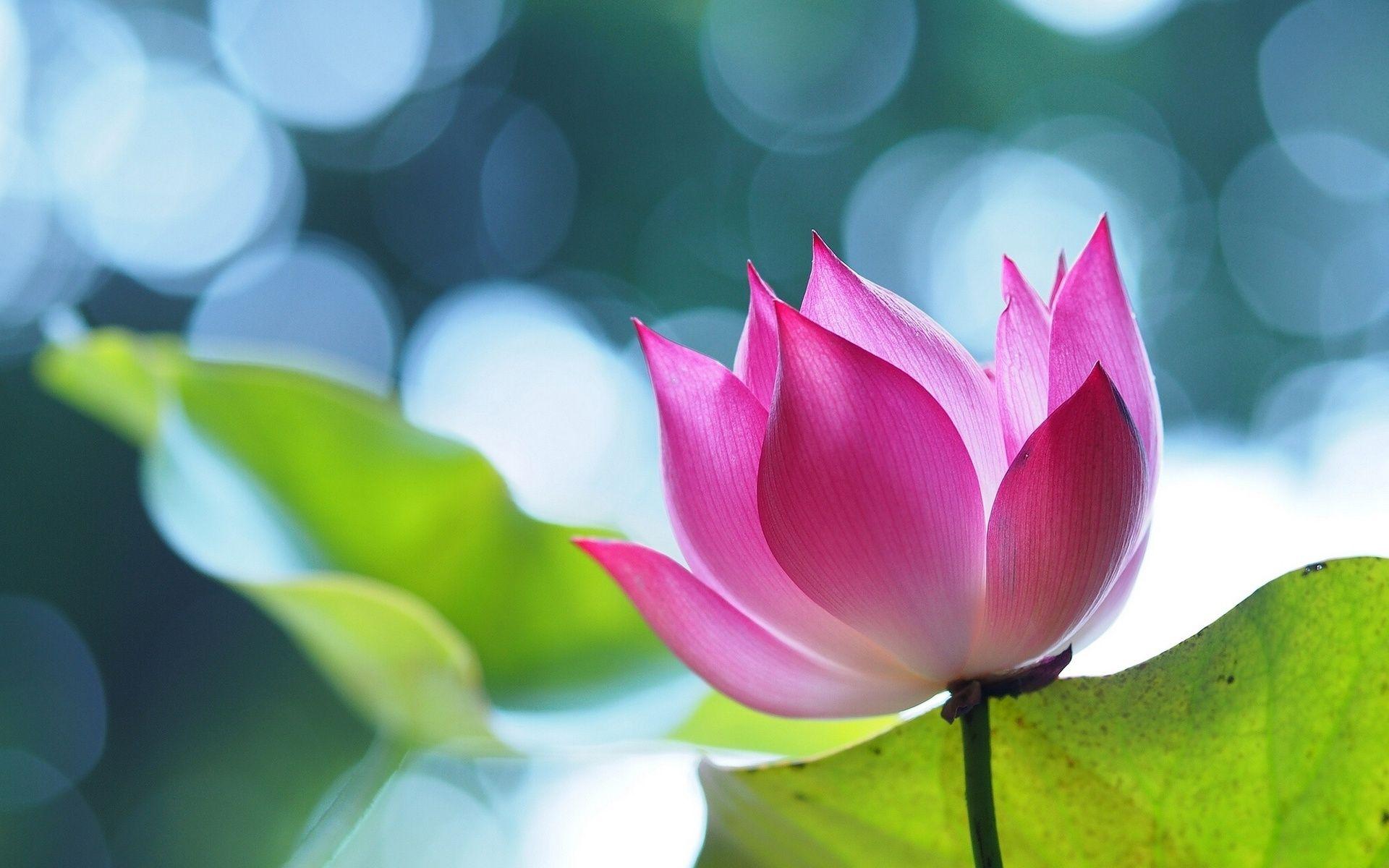 1920x1200 Lotus Wallpaper (1920×1200). Λουλούδια ✿ Flowers