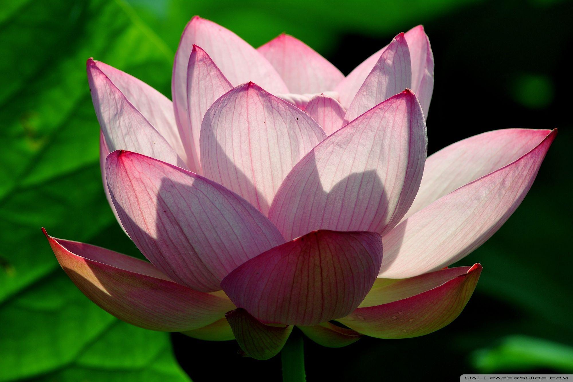 2000x1333 Lotus Flower ❤ 4K HD Desktop Wallpaper for 4K Ultra HD TV • Wide