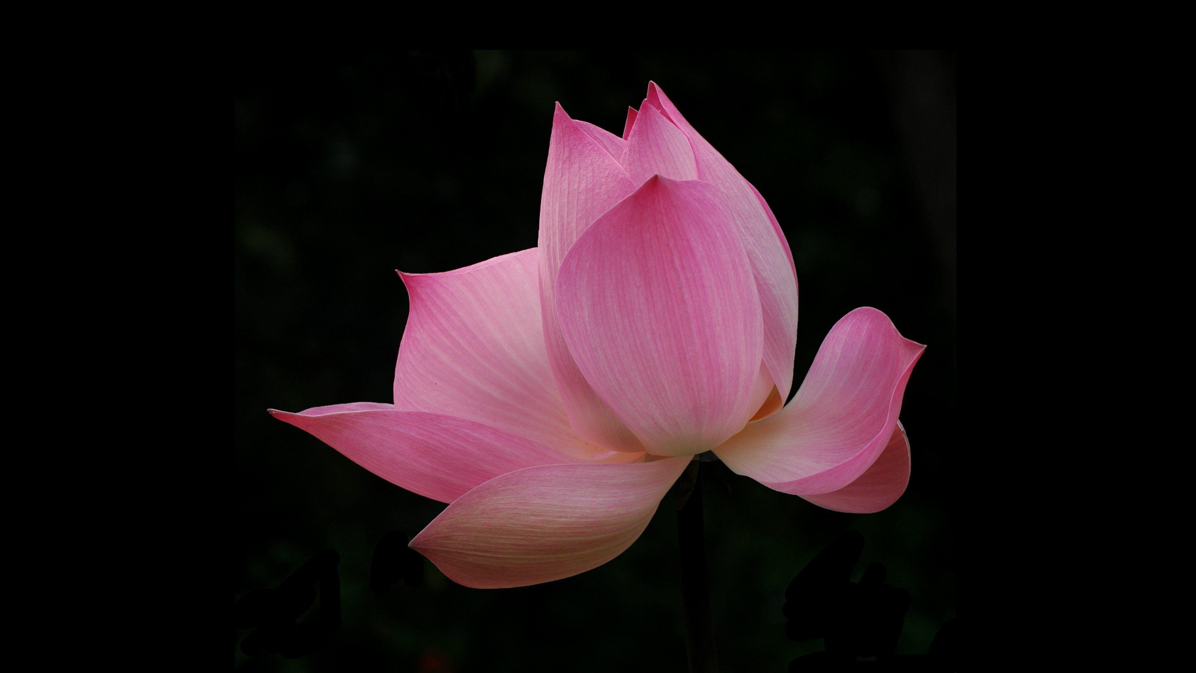 3840x2160 Pink Lotus Wallpaper & Desktop Background