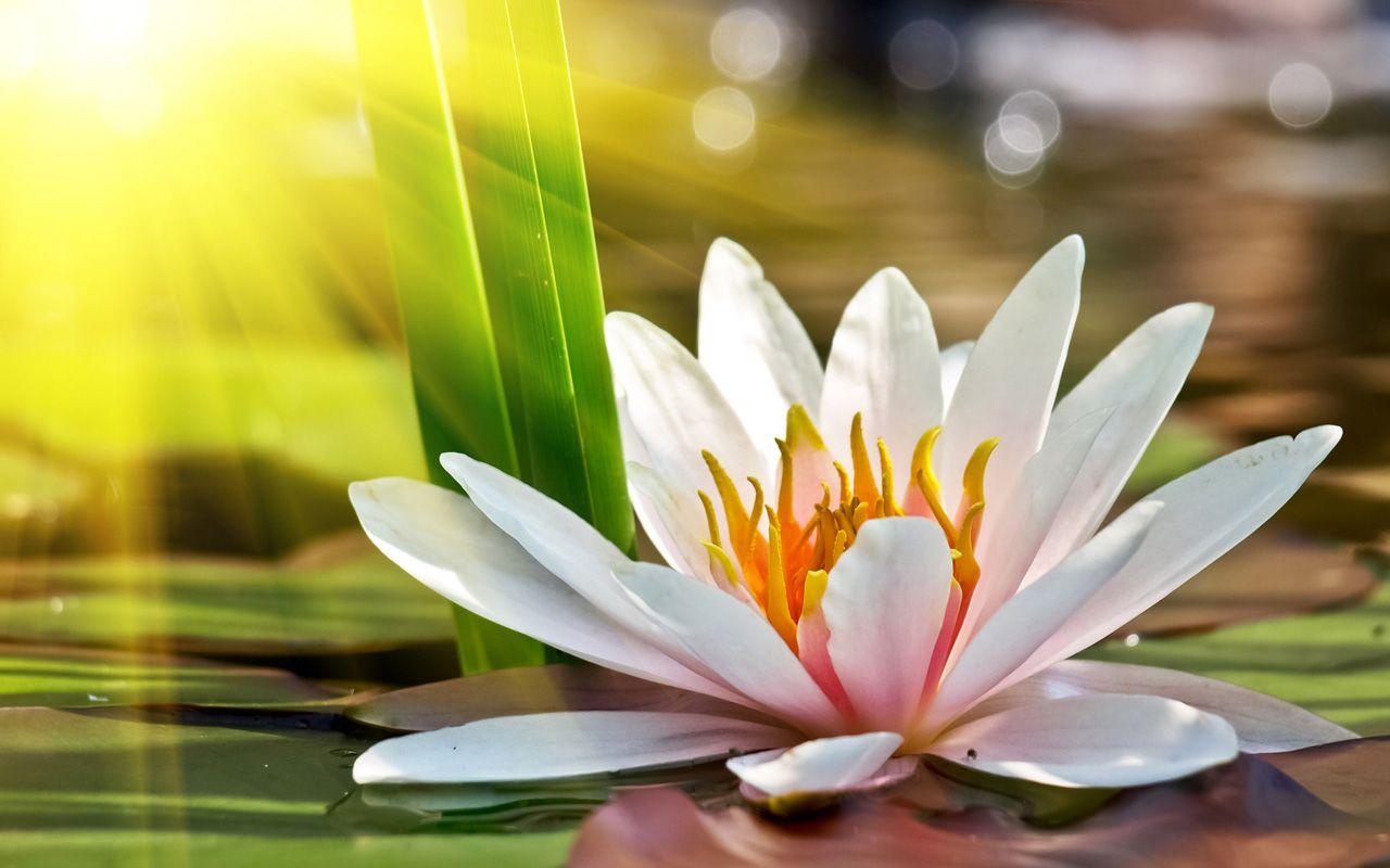 1280x800 Lotus Wallpaper