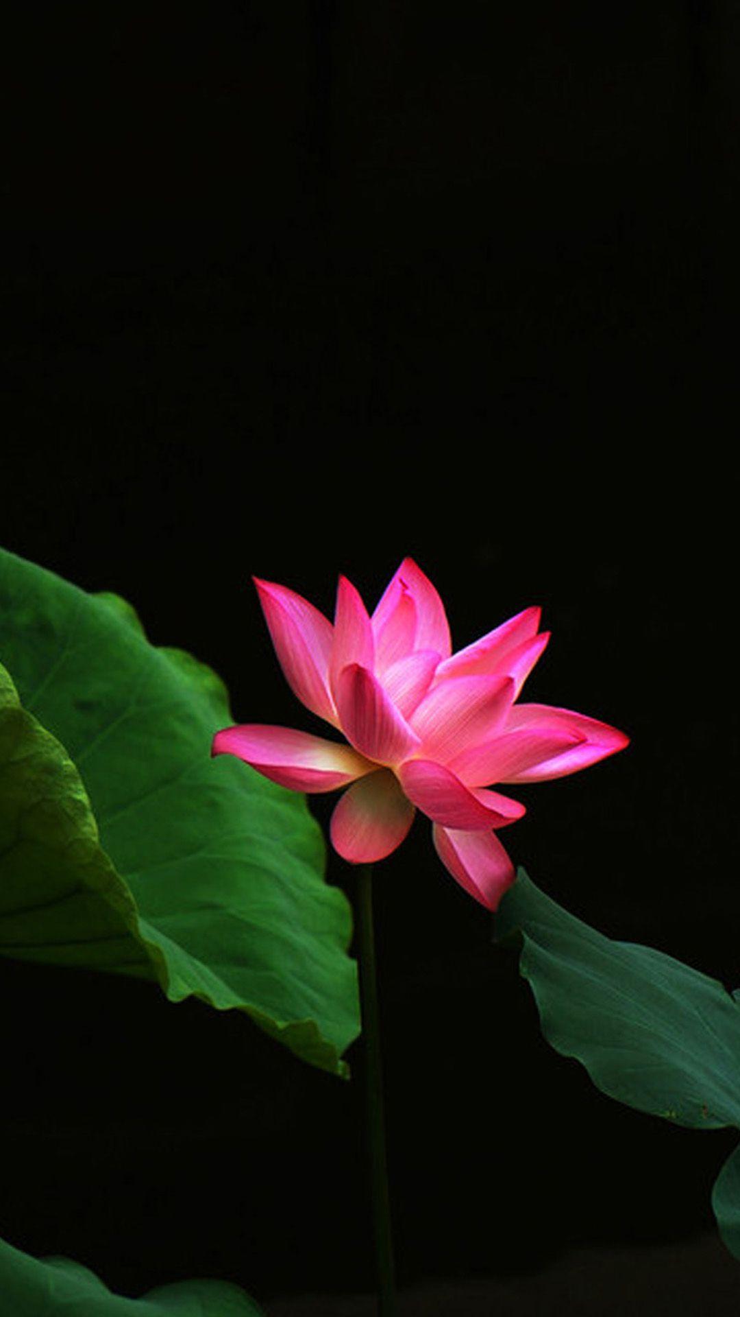 1080x1920 Lotus Flower Galaxy Note 3 Wallpaper