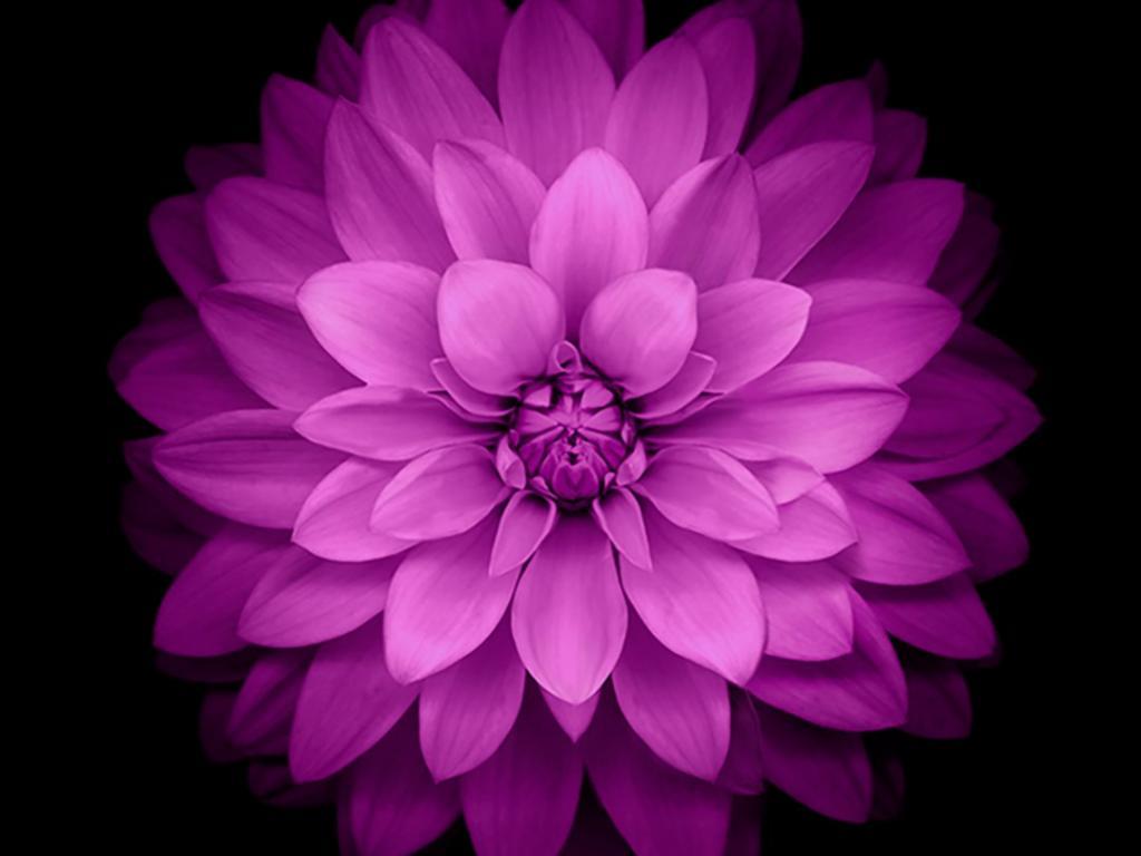 1024x768 iPhone 6 Plus Wallpaper Official