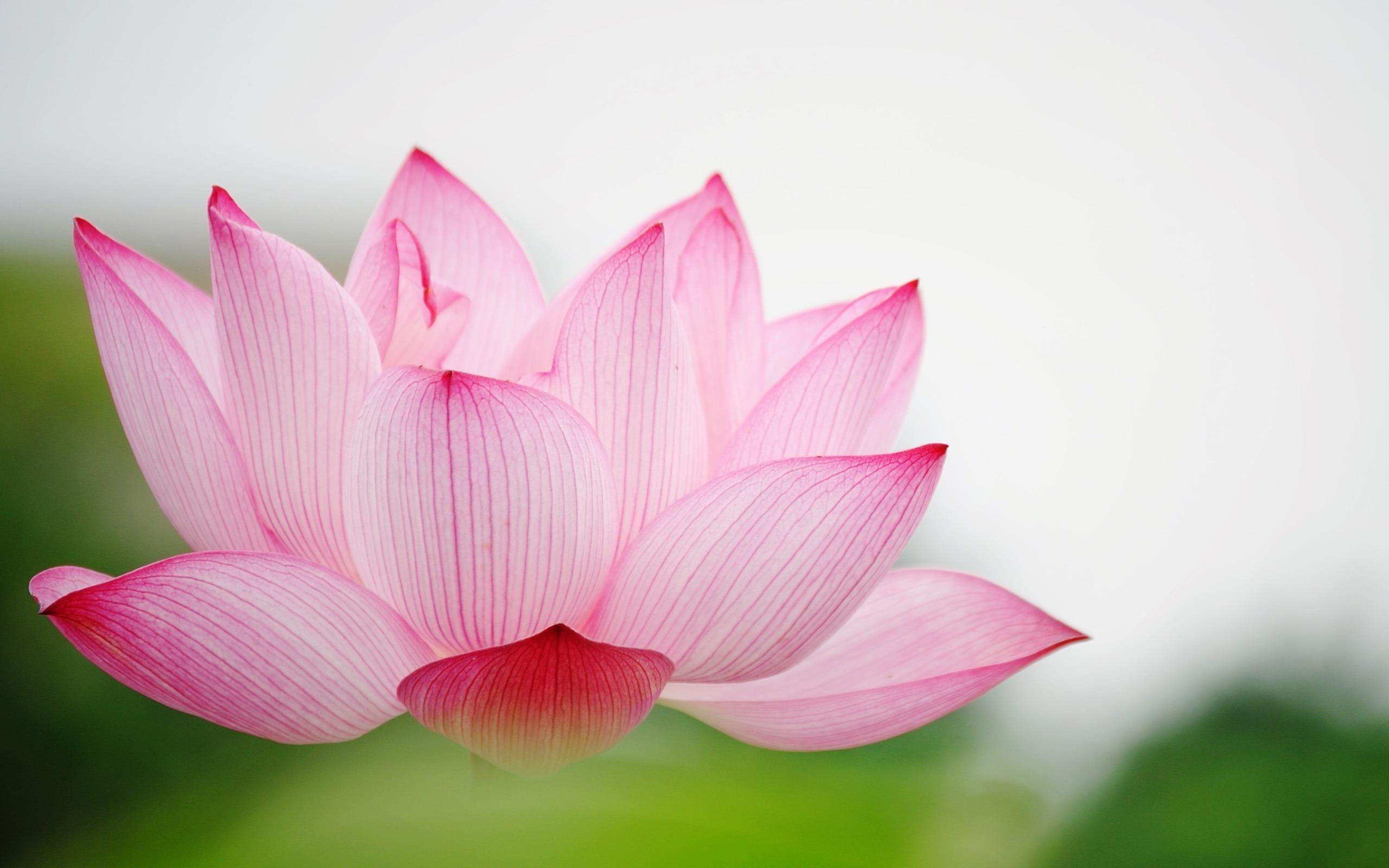 2560x1600 Lotus Flower Wallpaper HD / Desktop and Mobile Background