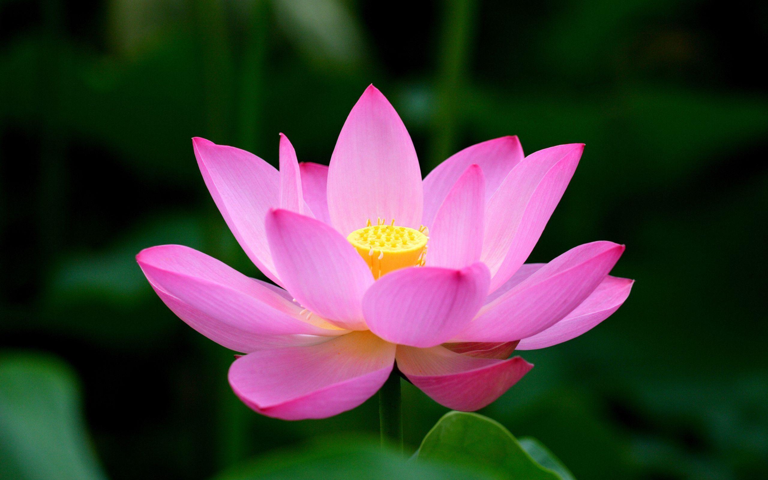 HD wallpaper selective photography of pink Lotus flower nature lotus  Water Lily  Wallpaper Flare