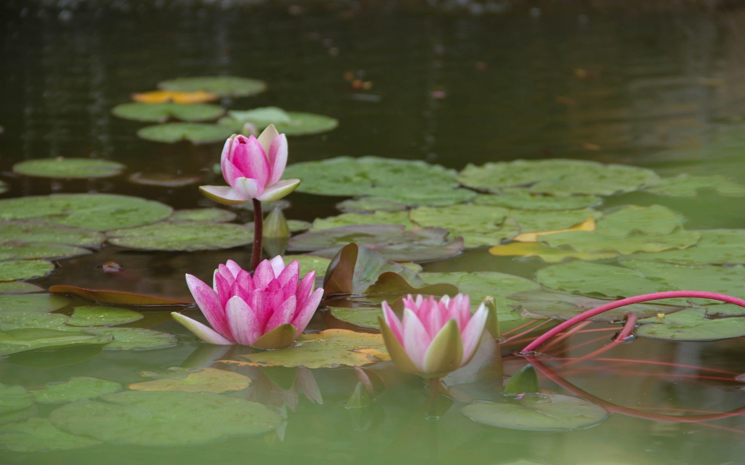 2560x1600 Lotus Flower Beautiful High Quality HD Wallpaper HD Wallpaper