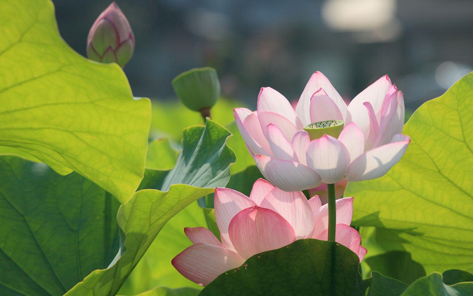 1920x1200 Lotus Flower Wallpaper, Picture, Image