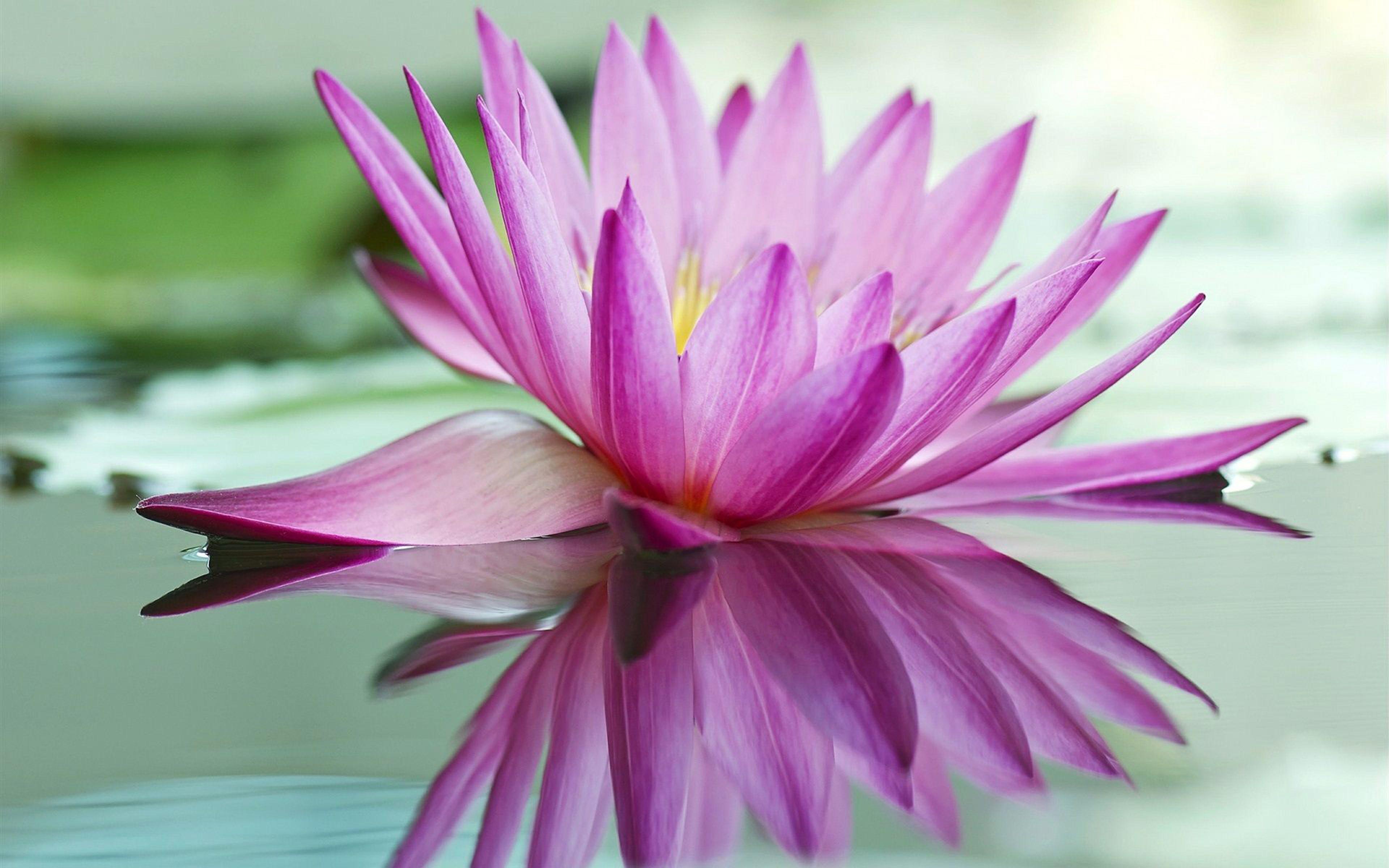 3840x2400 Pink Lotus Flower HD Wallpaper For Mobile Phones And Laptops