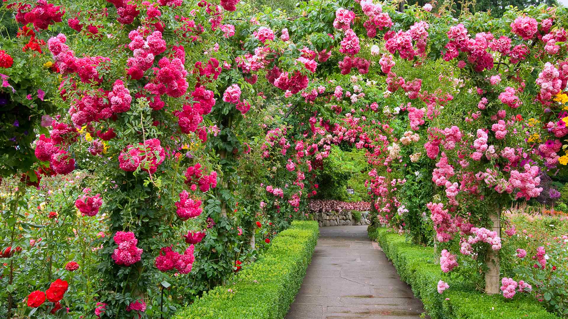 1920x1080 Wallpaper Victoria Bc