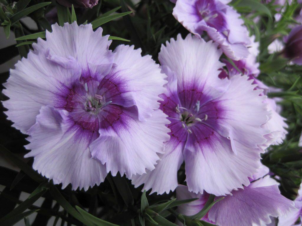 1024x768 LGBTQ lexicon: What's the significance of the color lavender?