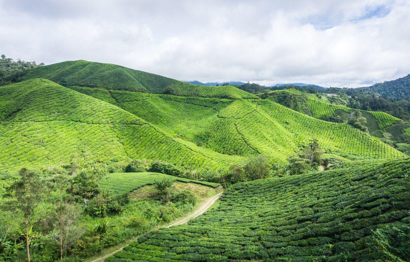1332x850 Wallpaper green, nature, hill, highland, malaysia, estate, cameron, cameron highland, boh tea plantation, boh tea image for desktop, section пейзажи