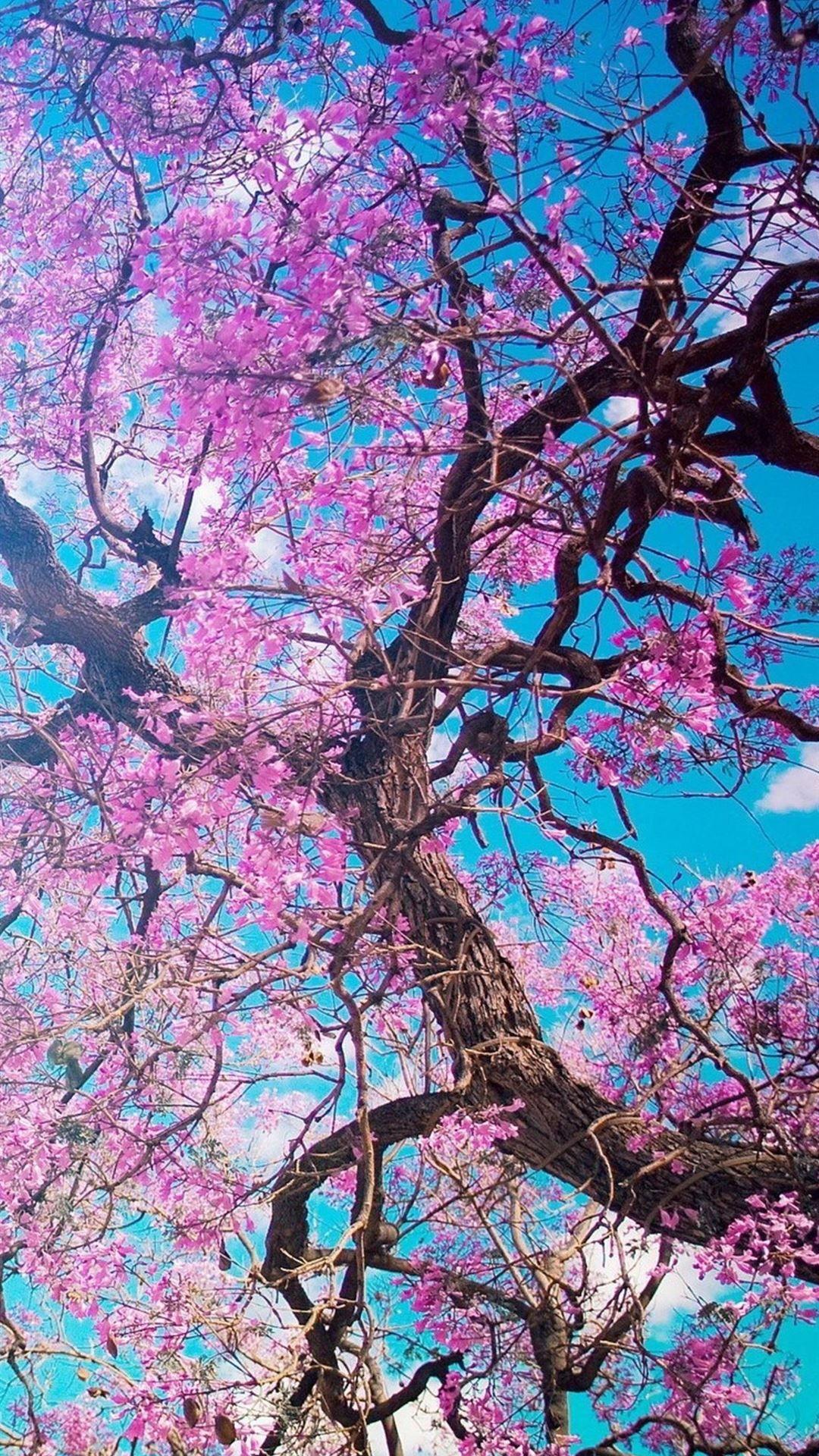 1080x1920 cherry blossom tree iPhone 8 Wallpaper Free Download