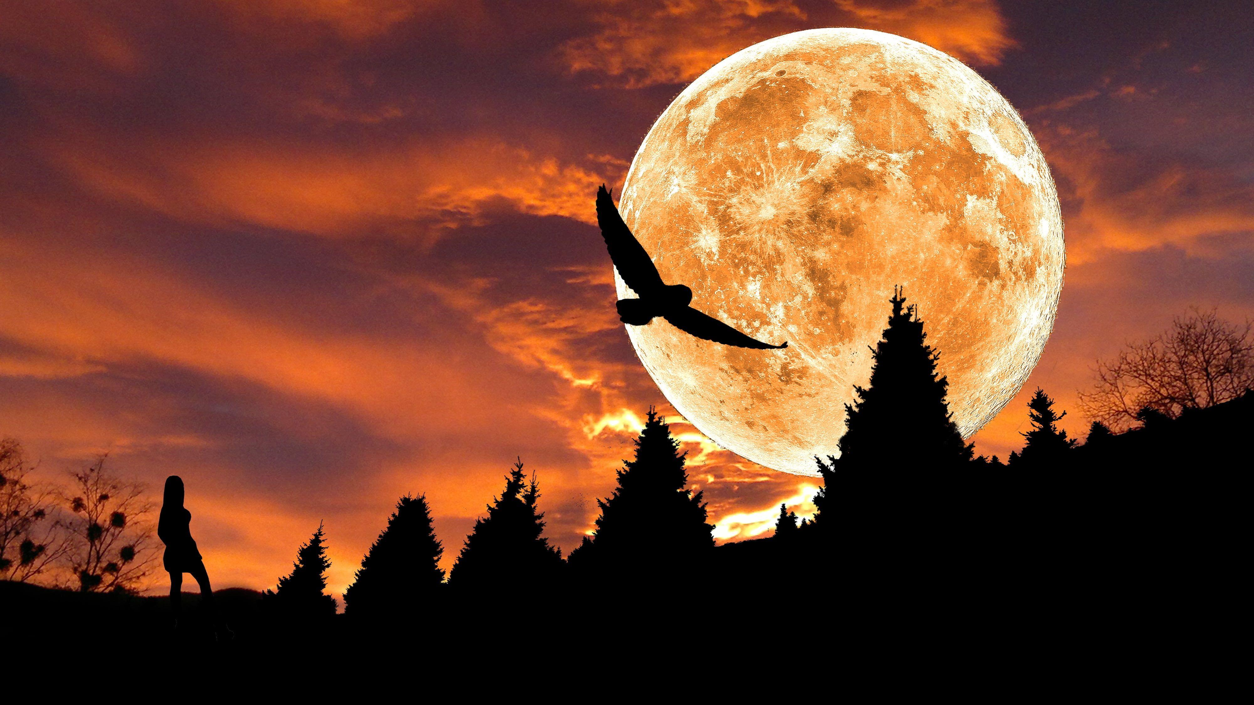 4000x2248 Silhouette photo of flying bird above the trees under full moon HD