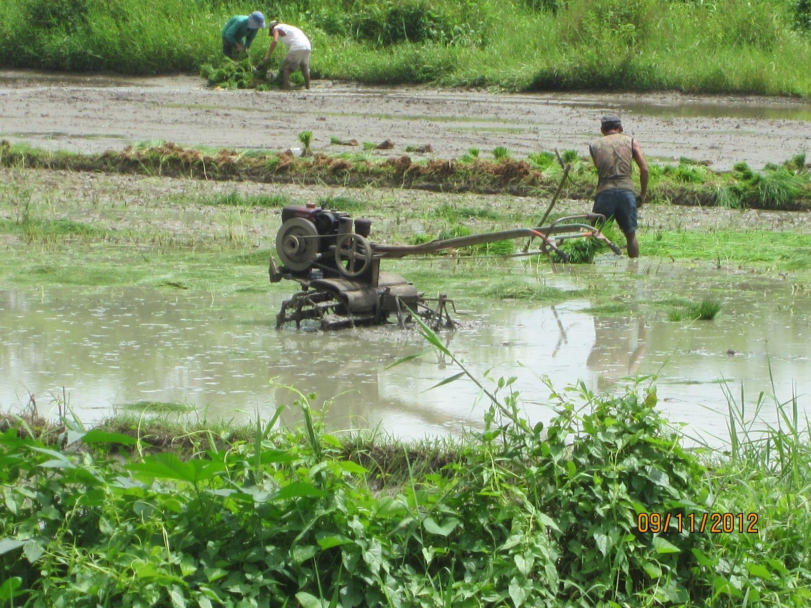1600x1200 Our Philippine Mission: RICE STAFF OF LIFE HERE IN THE PHILIPPINES