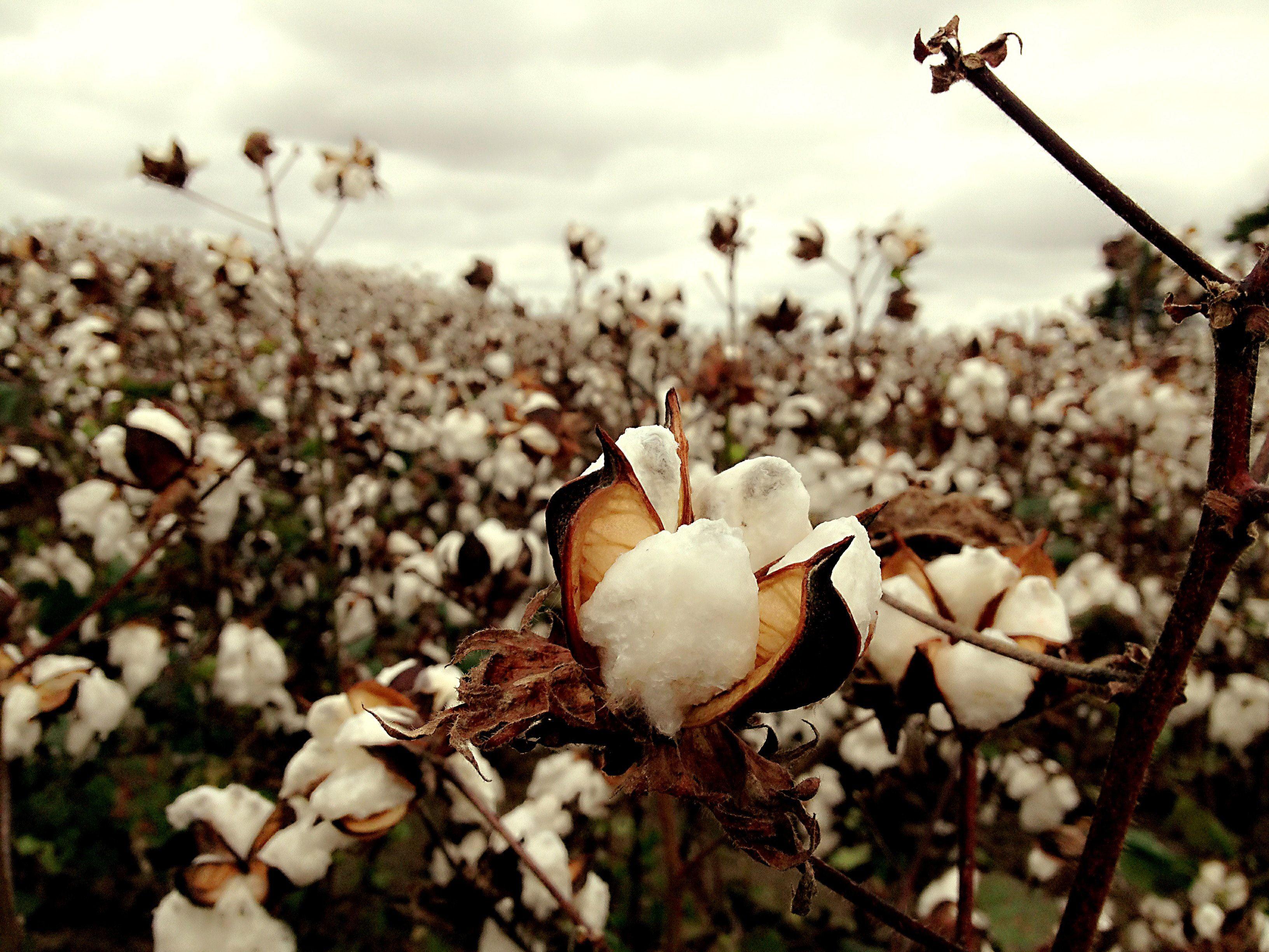 Cotton Photos, Download The BEST Free Cotton Stock Photos & HD Images