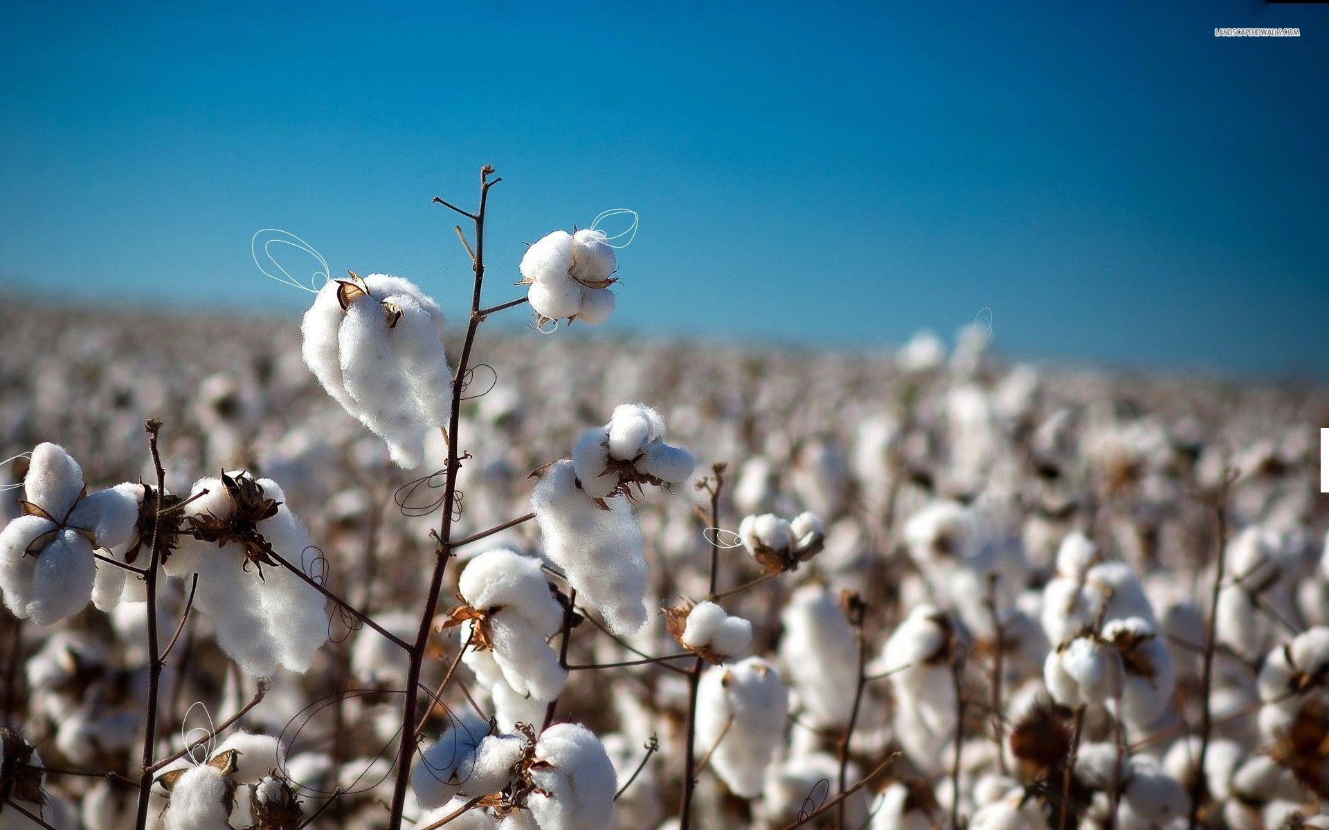 Cotton Field Wallpapers - Top Free Cotton Field Backgrounds