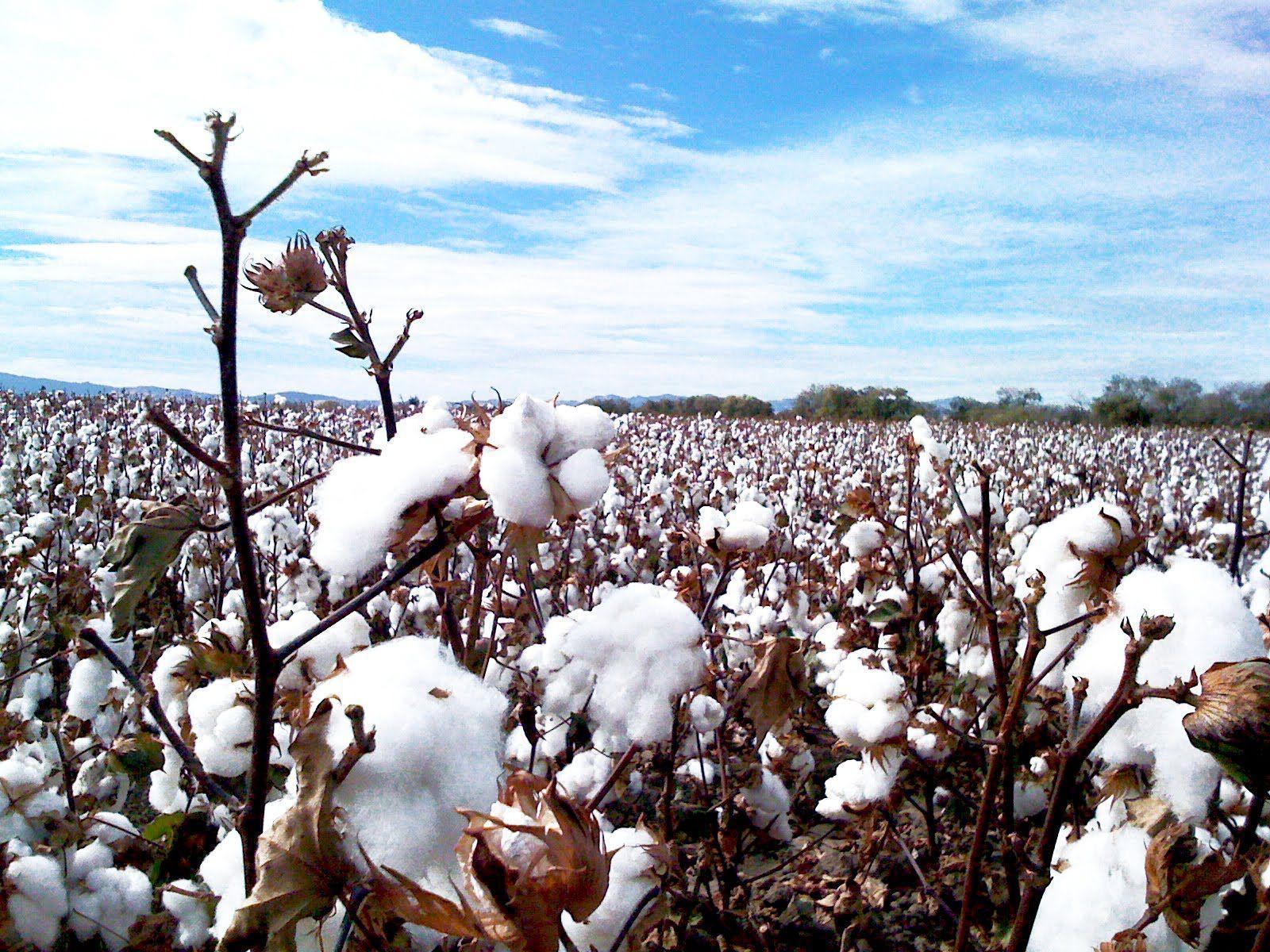 1600x1200 Cotton Field Wallpaper