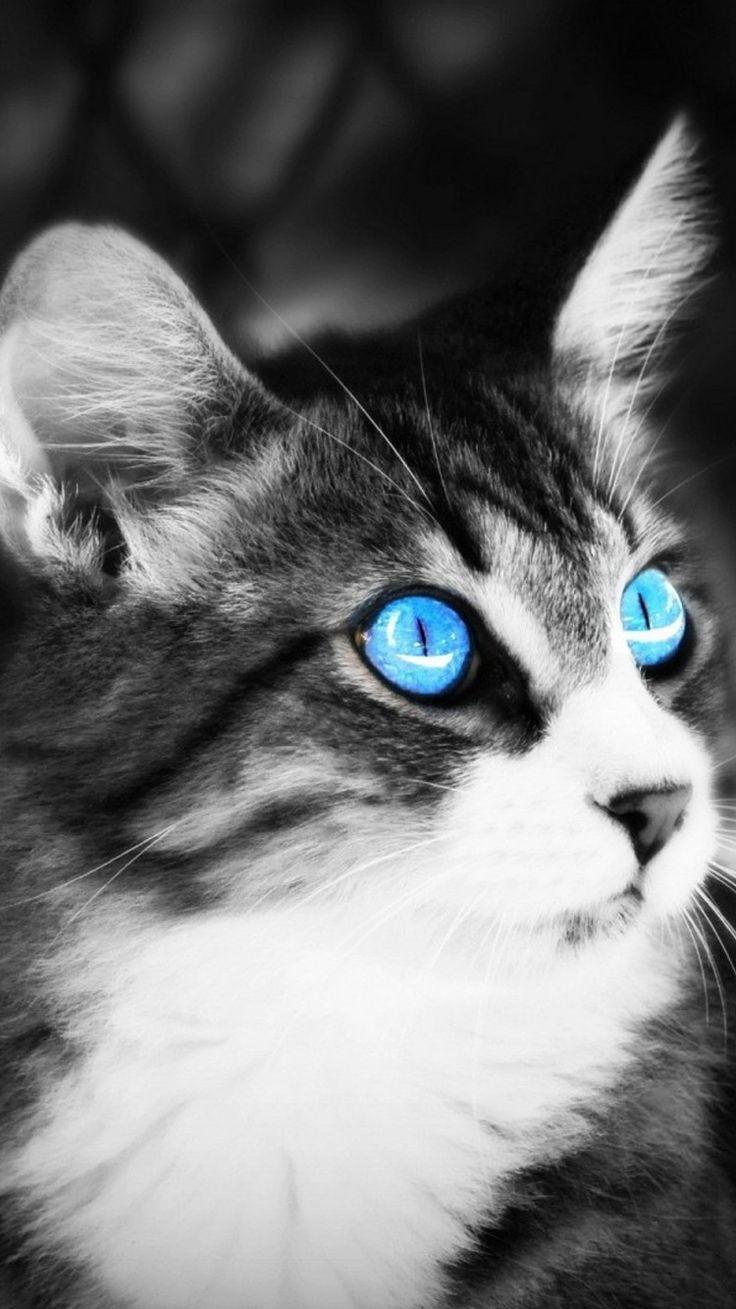 736x1309 best Cuddly Wallpaper! image. Kitty cats