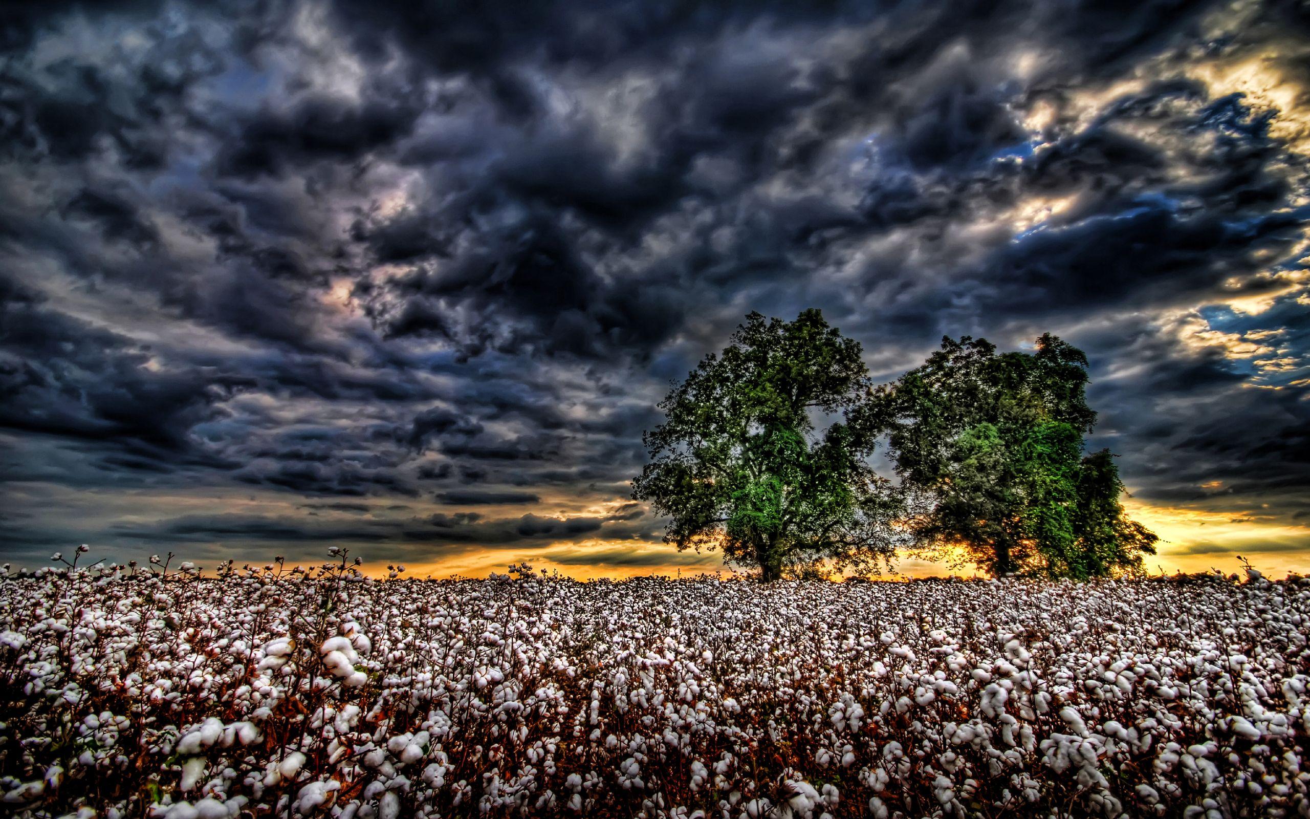 Cotton Field Wallpapers Top Free Cotton Field Backgrounds