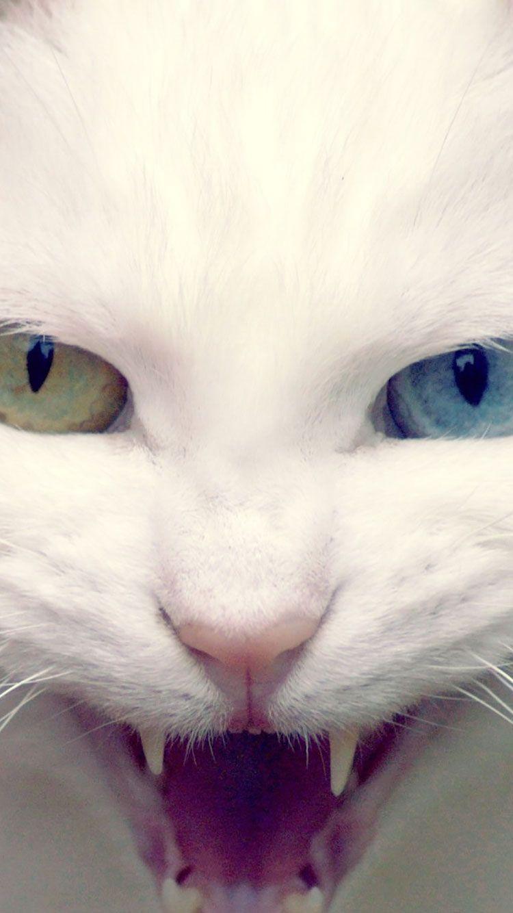 750x1334 HD Cat iPhone Wallpaper