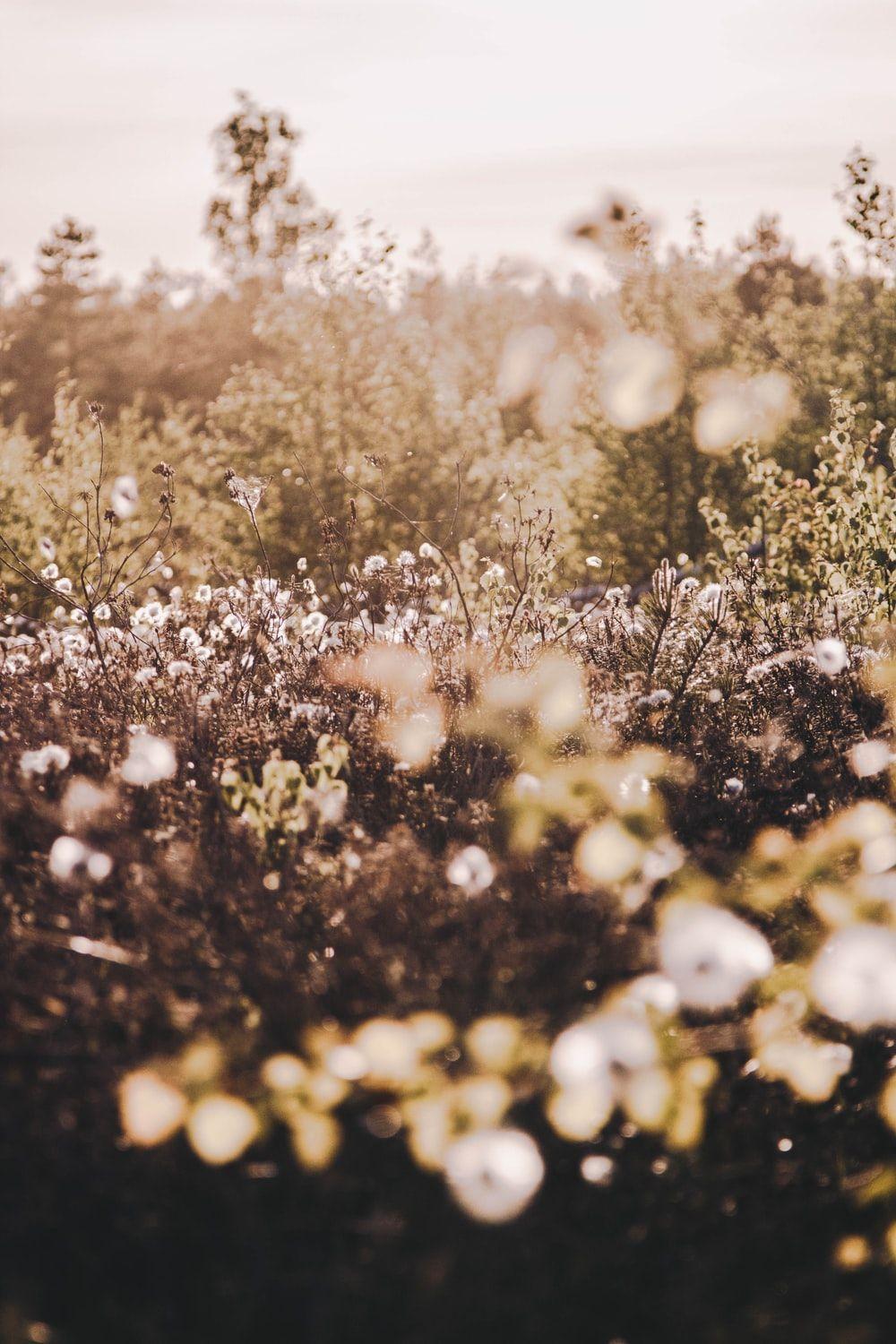 1000x1500 Cotton Field Picture. Download Free Image