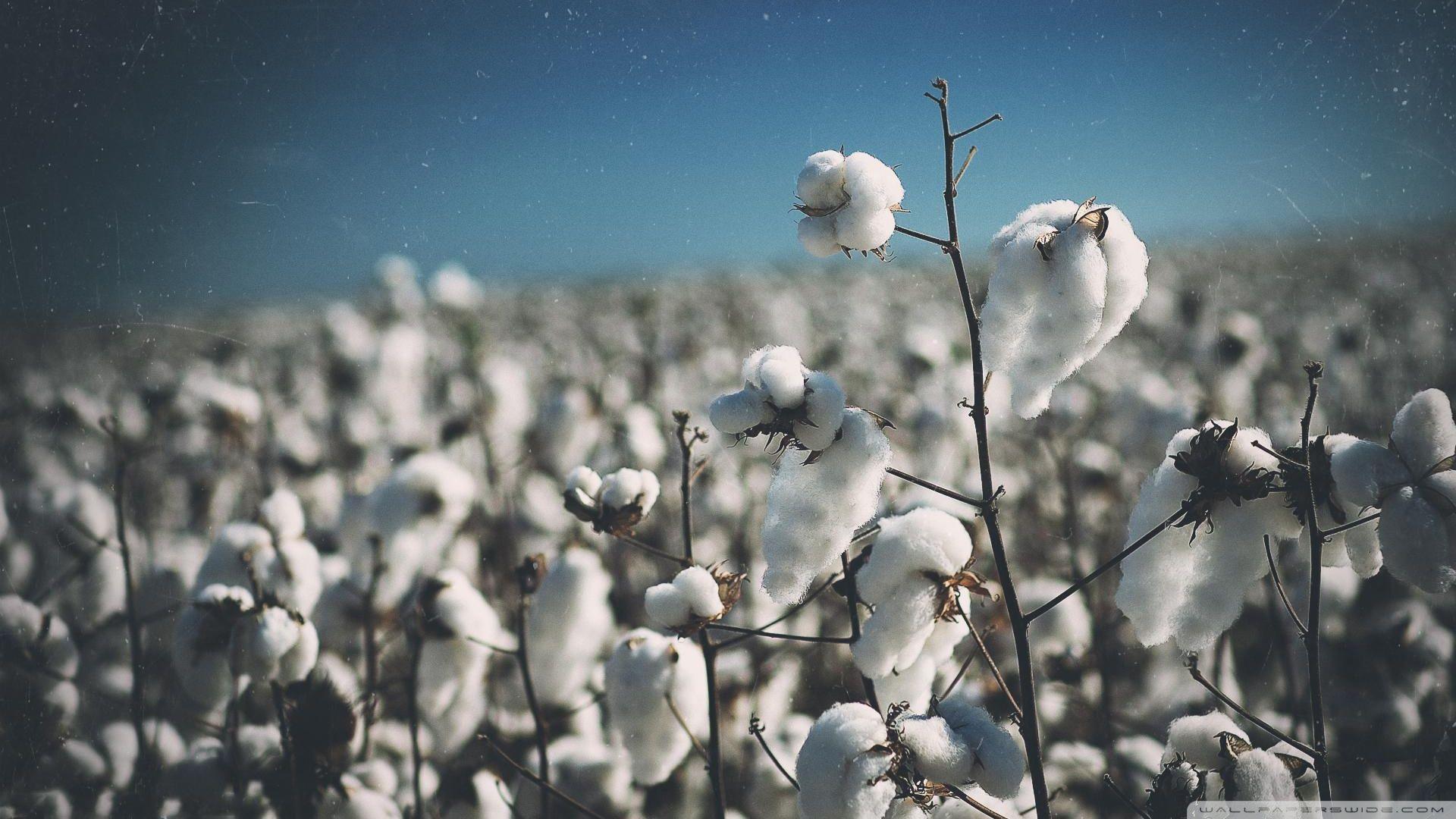 Cotton Field Wallpapers - Top Free Cotton Field Backgrounds