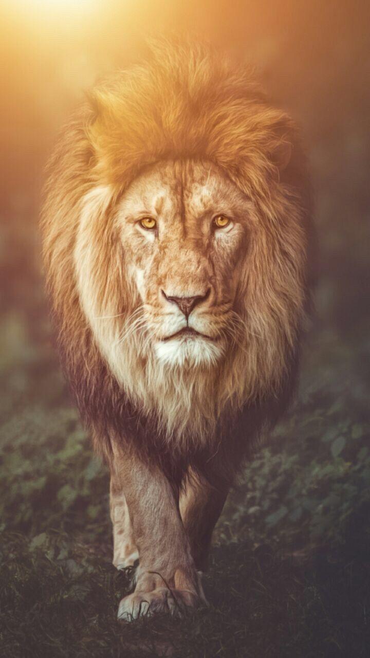 720x1280 Beautiful Lion Wallpaper HD For Mobile