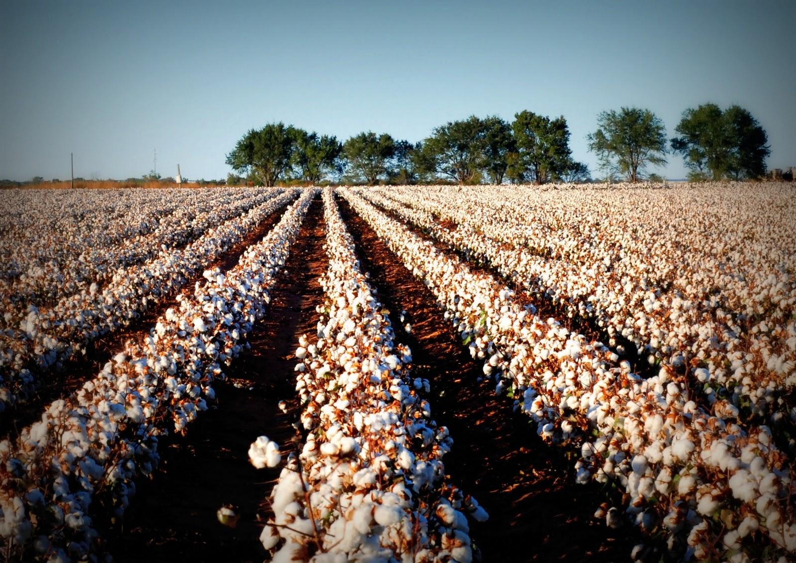 Cotton Field Wallpapers - Top Free Cotton Field Backgrounds ...