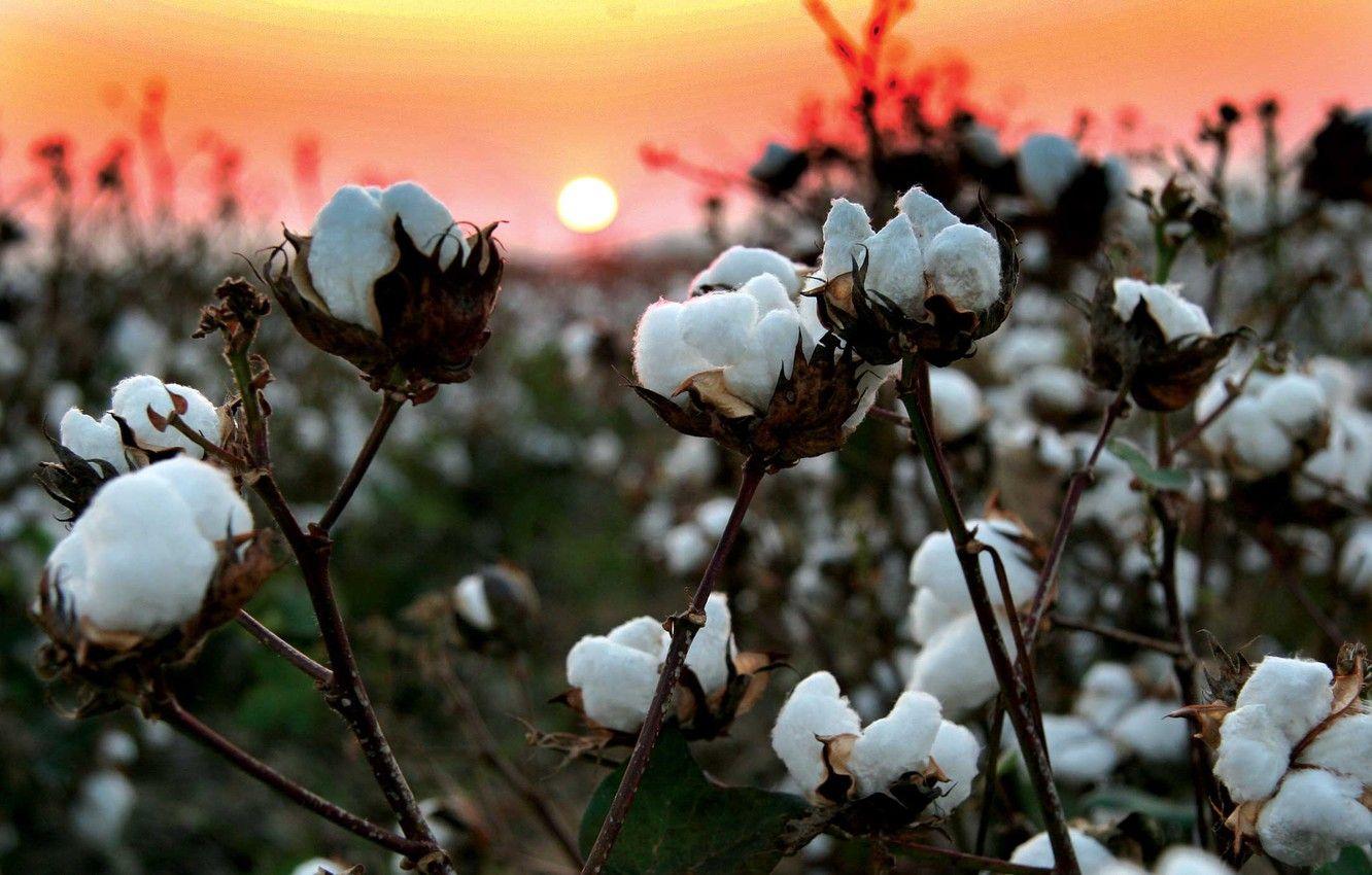 Cotton Field Wallpapers - Top Free Cotton Field Backgrounds