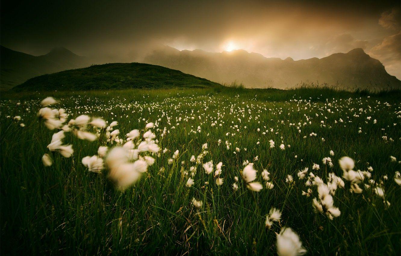 1332x850 Wallpaper field, grass, mountains, fog, cotton image for desktop, section пейзажи