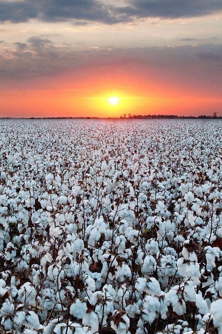 Cotton Field Wallpapers Top Free Cotton Field Backgrounds