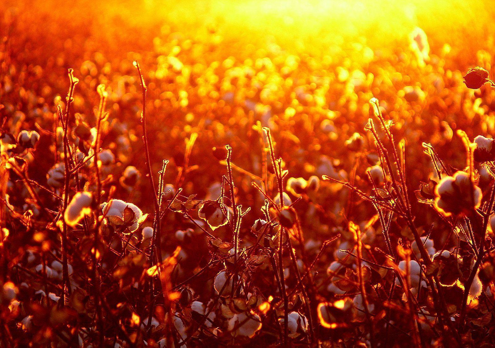1600x1125 Cotton Field Wallpaper