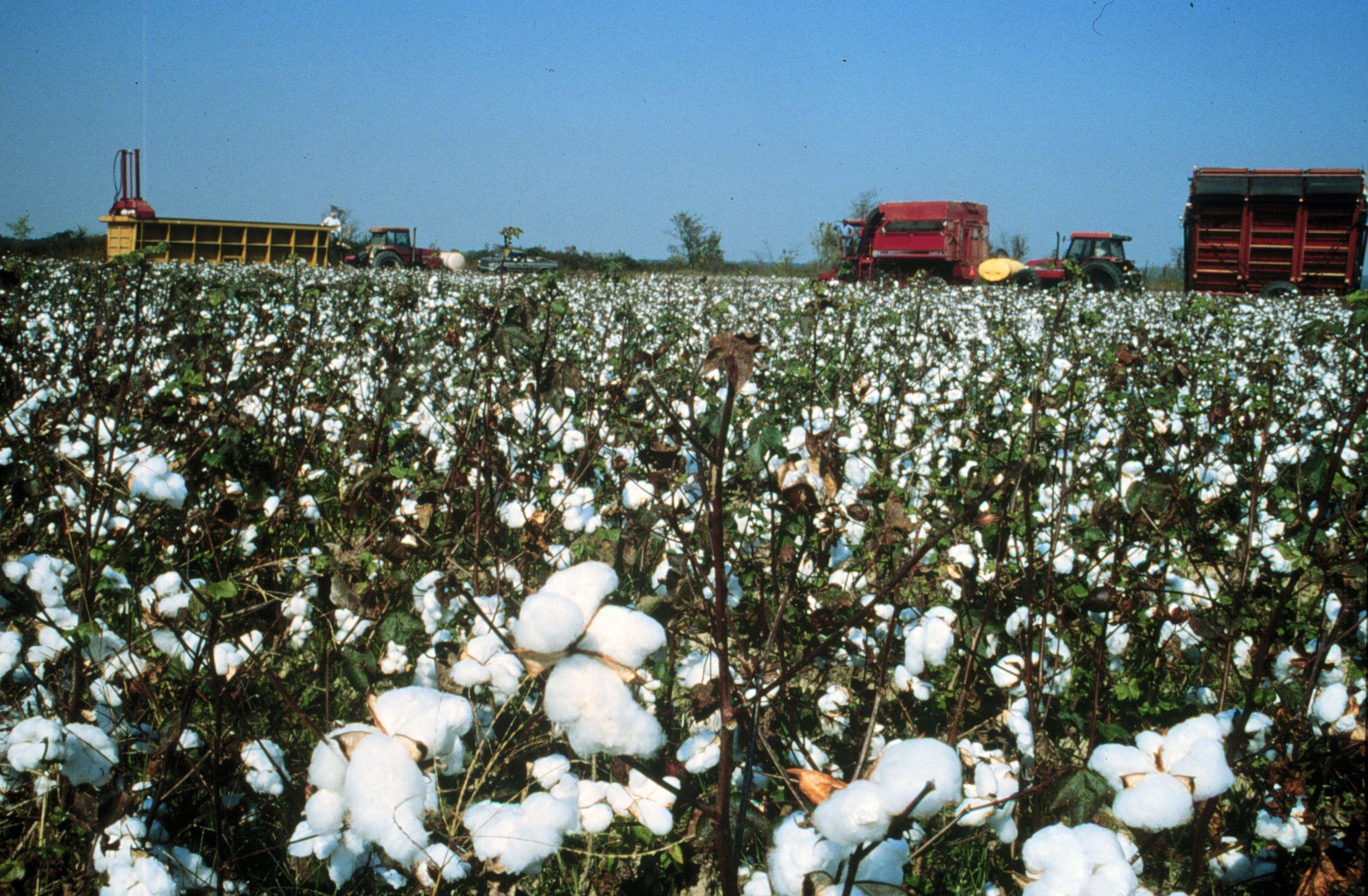 Cotton Field Wallpapers Top Free Cotton Field Backgrounds