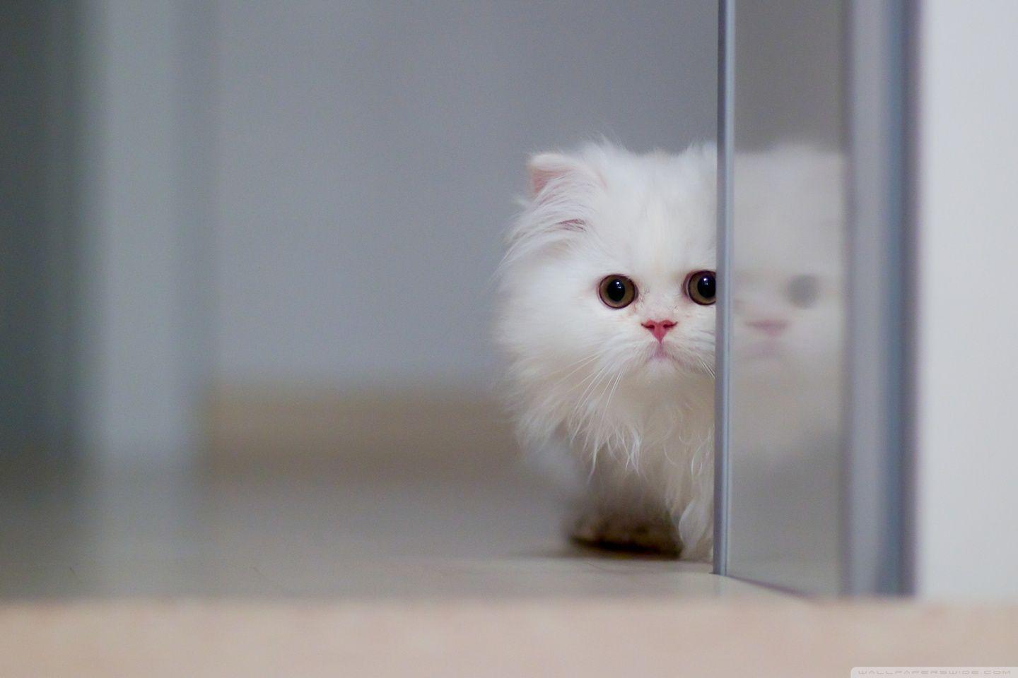 1440x960 Cute White Cat ❤ 4K HD Desktop Wallpaper for 4K Ultra HD TV • Wide