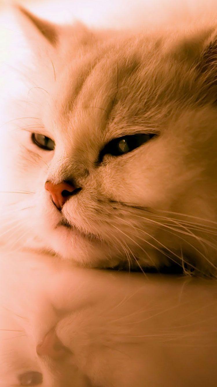750x1334 HD Cat iPhone Wallpaper