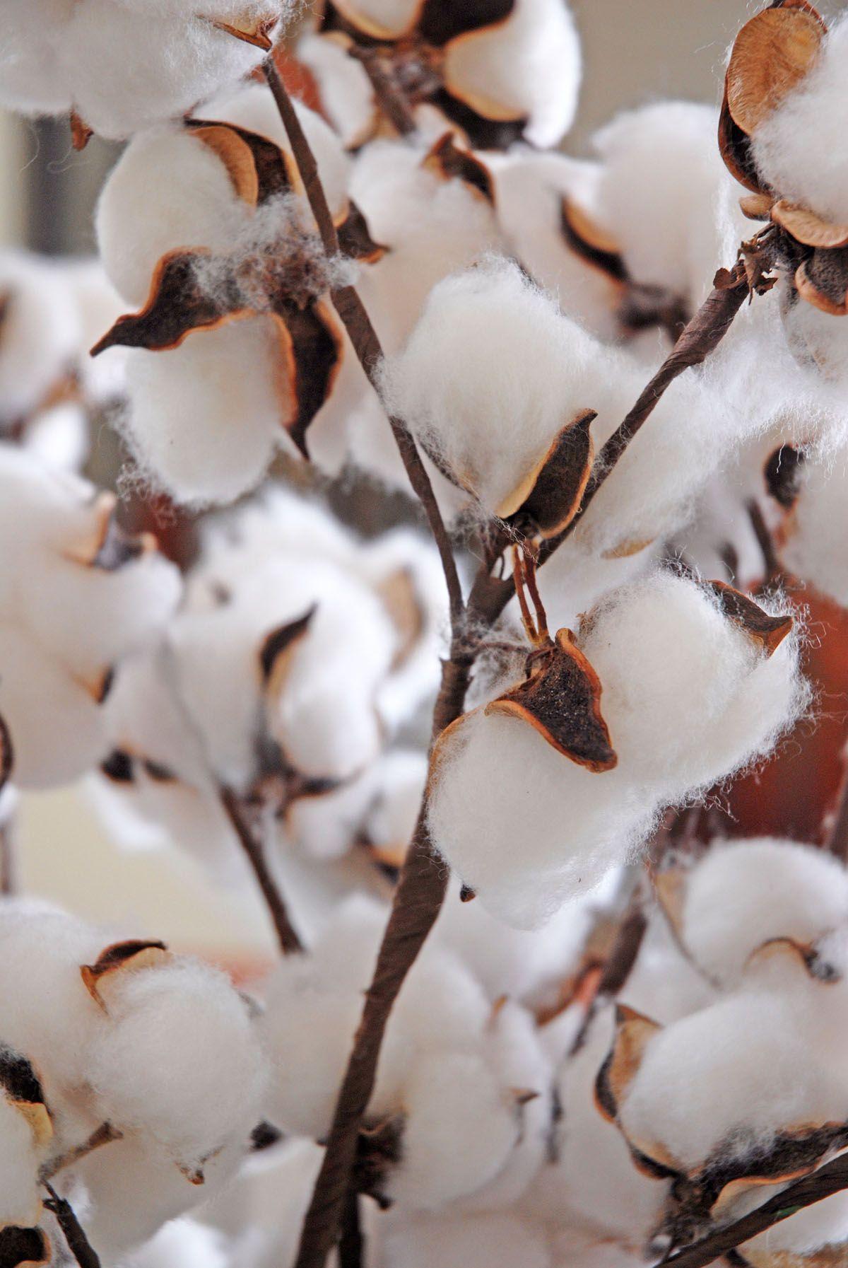 1200x1793 Richland Cotton Stalk 26. Field wallpaper, Diy prints, Beautiful nature picture