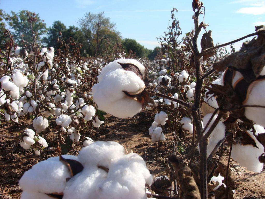 1024x768 Cotton Field Wallpaper PSR B Cotton Field High Quality HD Wallpaper : HD P, RHBRHB 1024x768